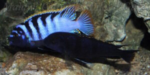 Labidochromis sp. 'mbamba' Mbamba Bay